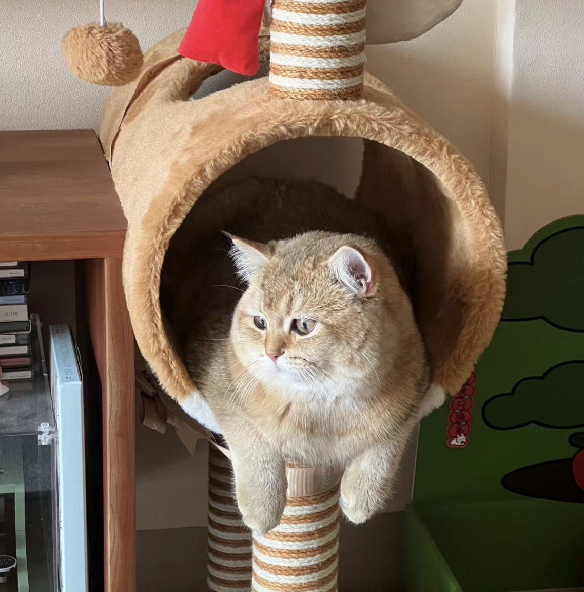 茸茸