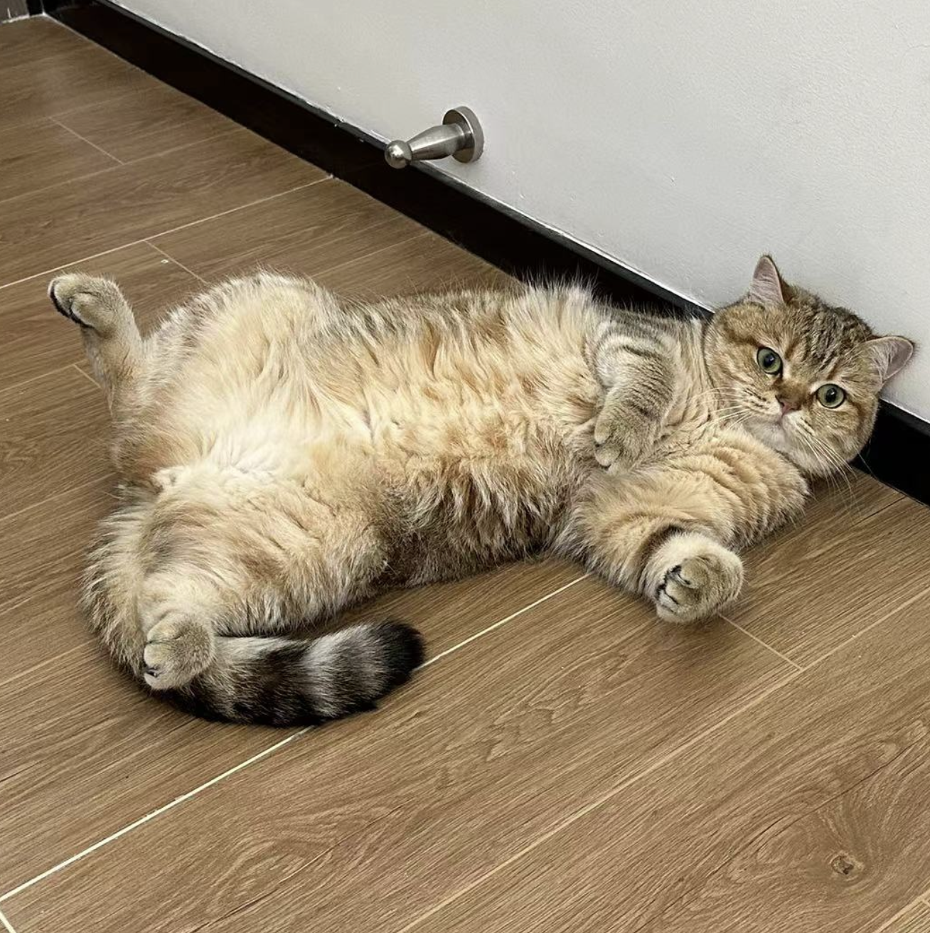 虎皮卷